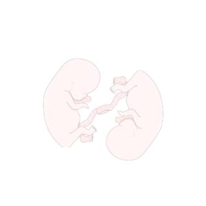 Genética de los embarazos múltiples