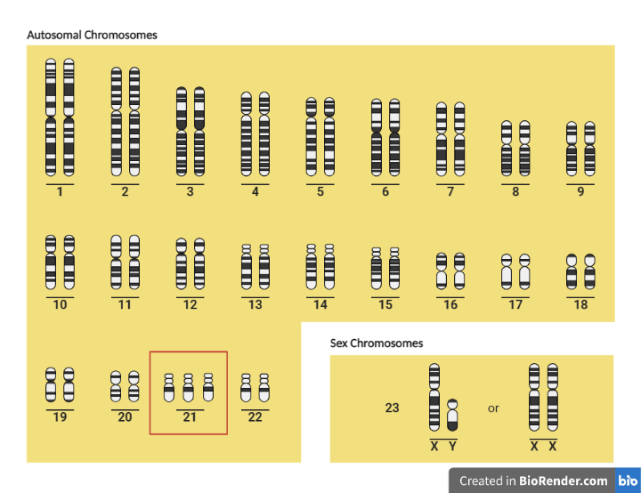 Representación de los 23 pares de cromosomas presentes en el ser humano.