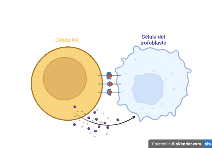 Representación de una célula NK "atacando" una célula del trofoblasto. Posible causa del aborto recurrente