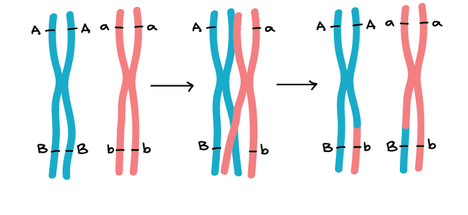 Representación del fénomeno del entrecruzamiento cromosómico y la recombinación génica