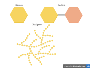 Representación esquemática de hidratos de carbono