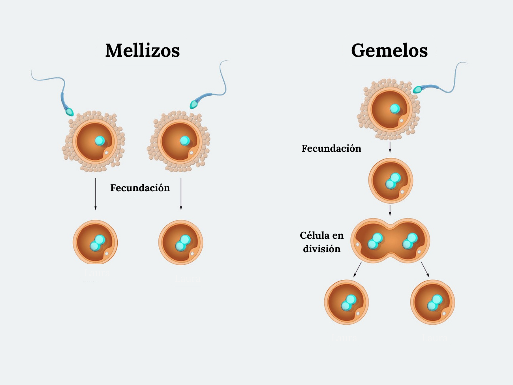 Esquema de la diferencia entre gemelos y mellizos