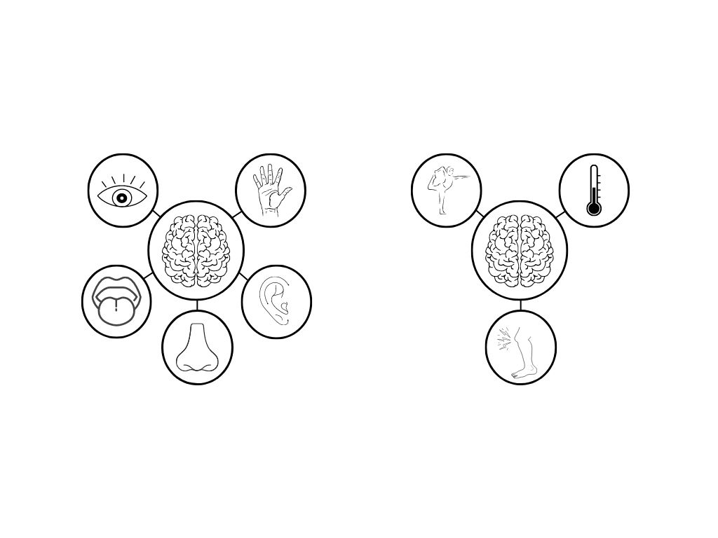 Esquema de los 5 sentidos clásicos y 3 no clásicos