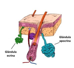 Esquema de una glándula apocrina y otra ecrina