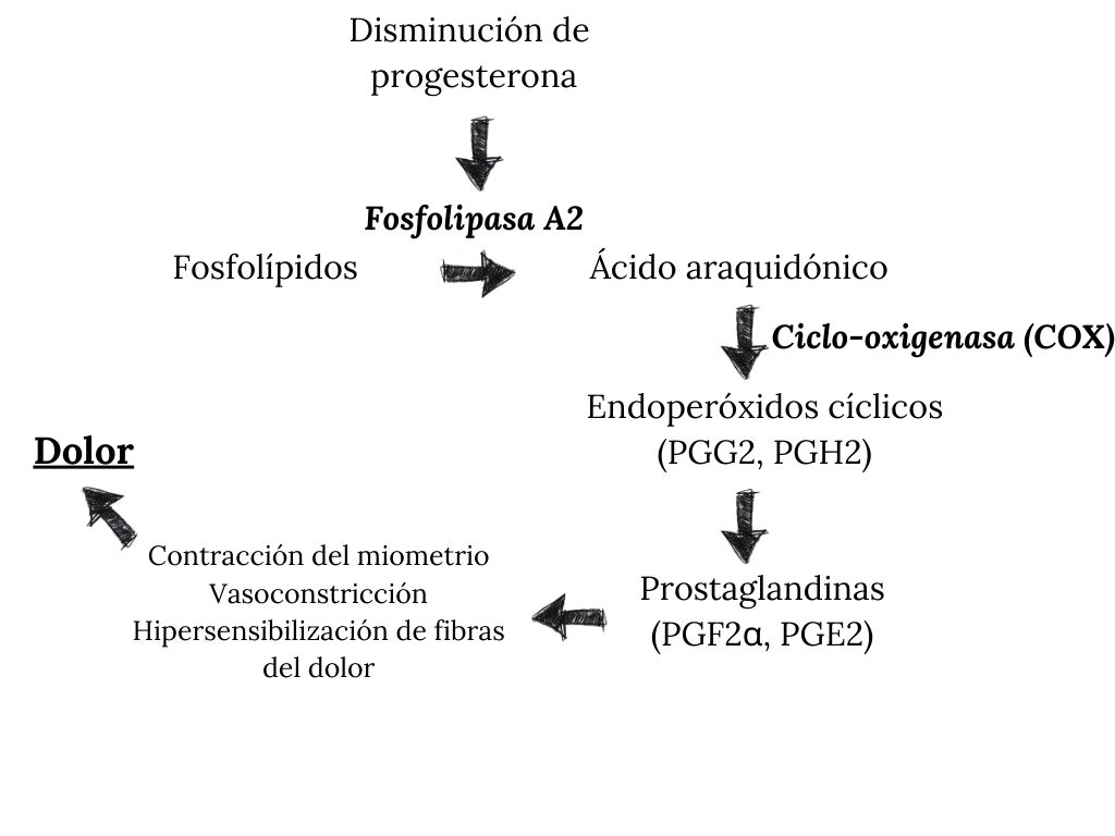 Esquema de la producción de prostaglandinas a partir de ácido araquidónico y su relación con el dolor menstrual