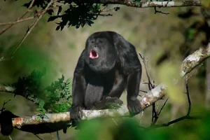 Imagen de un mono aullador con la boca abierta