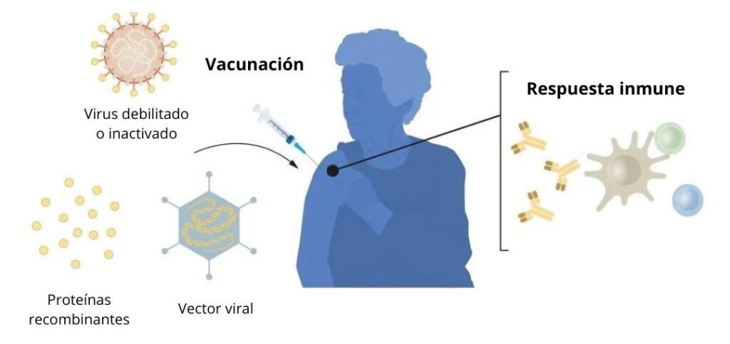 Esquema sobre la vacunación con virus debilitados o inactivados o vectores virales. Premio Nobel 2023