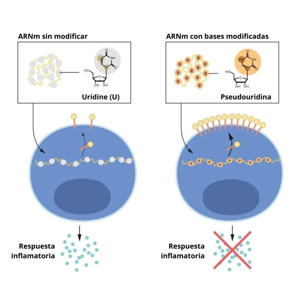 Esquema sobre como la modificación del ARNm no genera una respuesta inflamatoria mientras que ARNm sin modificar si la provoca. Premio Nobel 2023